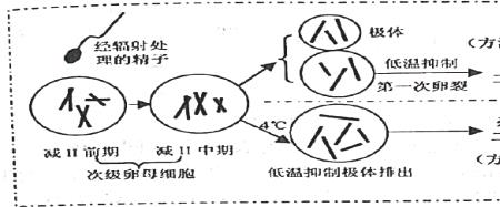 突变包括