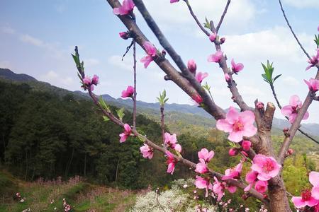 养心桃花结局