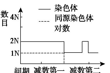 体细胞能进行减数分裂吗