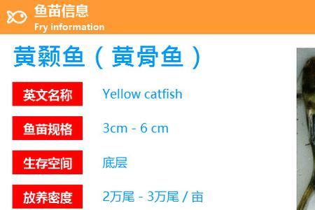 回骨鱼和黄辣丁区别