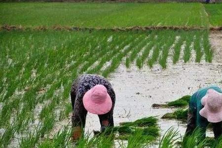 农夫种豆告诉人们什么道理