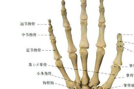 筋骨豆是什么样的