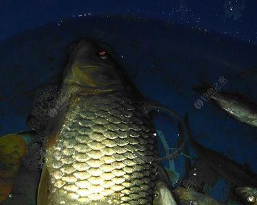 霜降夜钓河边钓深还是钓浅