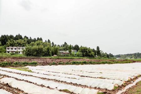 一亩基本粮田能养家禽吗