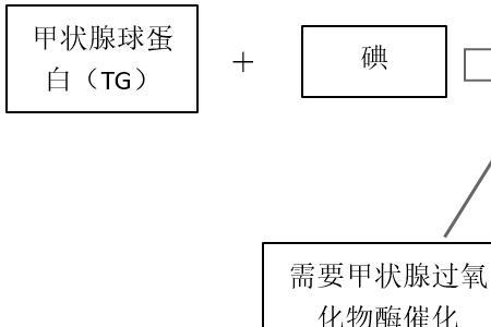 生物trh是什么