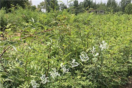 青花椒树苗冬天北方能栽吗