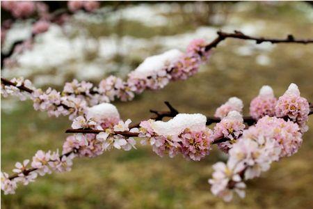 春雪飞花是什么意思