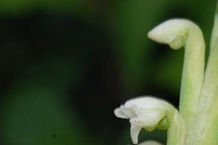 大浴堂蕊兰孩子是谁的