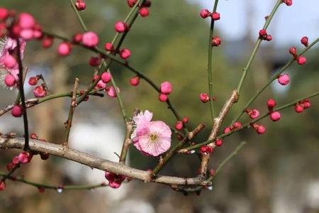 谁家墙头有梅自芬芳什么意思