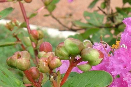 紫薇花枝干枯怎么回事