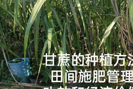 河南甘蔗7月份种植与管理