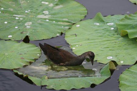 芦凫是什么