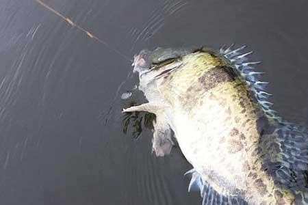 水黄可以钓鳜鱼吗