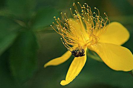 栀子花蜜蜂采蜜吗