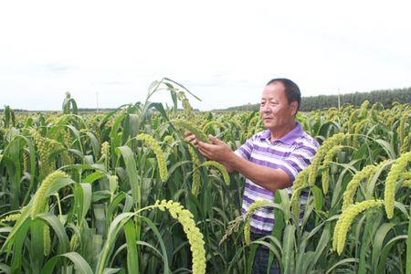 种100亩地谷子一年利润