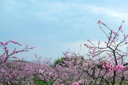 咸池和桃花有什么区别