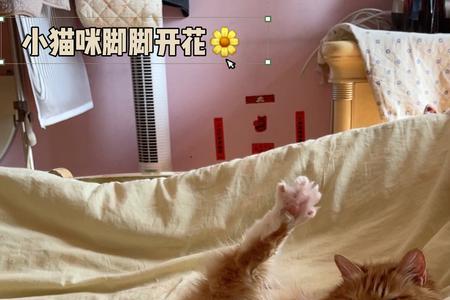 猫咪半夜挠被子还喵喵叫啥意思