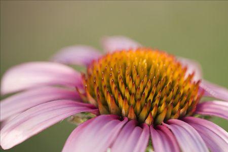 沙枣花儿香原唱完整版