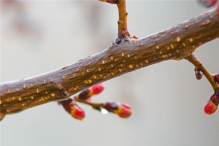 几场春雨过后赏析