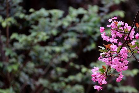 春城无处不飞花指的什么花