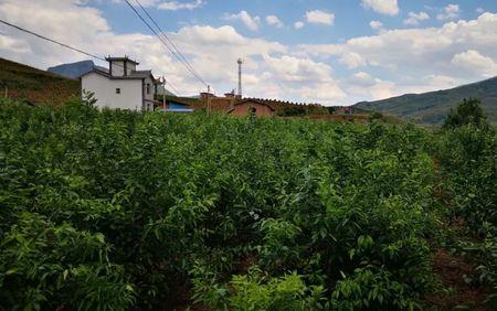 宾川沃柑种植前景和风险