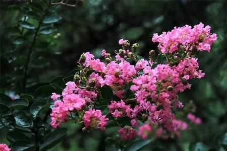 紫薇花颜色变浅怎么办