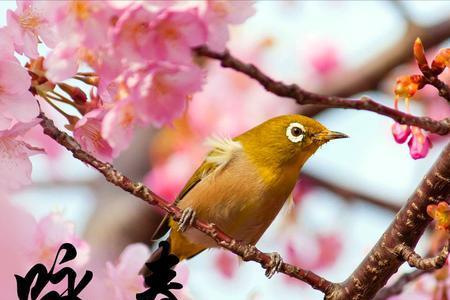 春宵描写的是什么季节