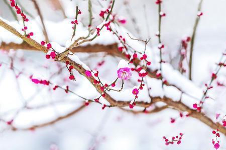 夏观花冬观雪下一句是什么