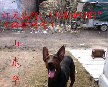 国峰犬业是正规的吗