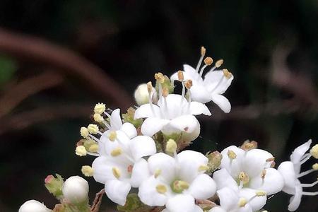 紫叶李花程式