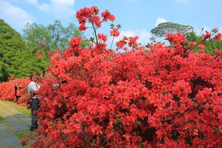 杜鹃花开时是什么意思