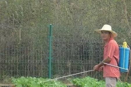 杀虫双能不能施用在玉米地