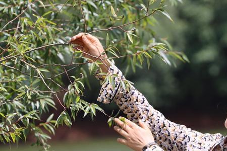 女人花摇曳在红尘中什么意思