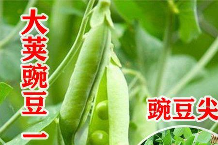 种豌豆种子秋季用几度水