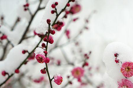 梅雪争春未肯降全诗的意思