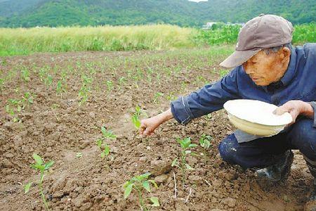 农村种地的真实生活