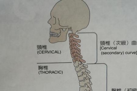 在侧什么意思