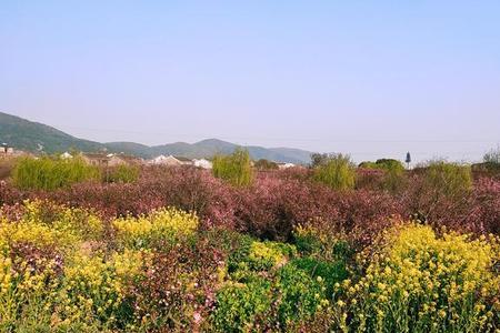 绿树青青醉岭川的意思