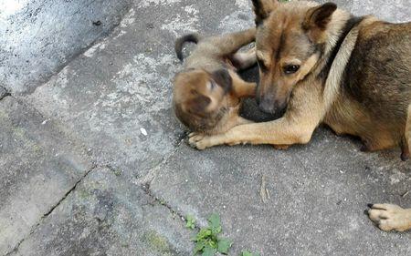 狼杂犬属于中华田园犬吗