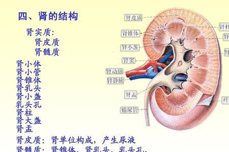 泌尿系统的结构