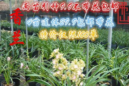 小香兰什么时候开花