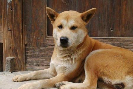 土狗为啥不能养在屋里