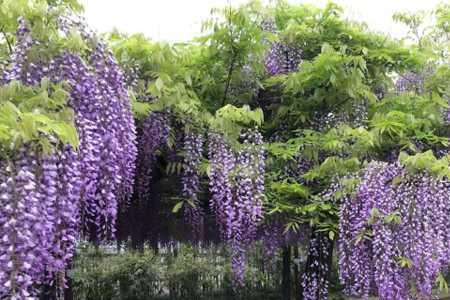 紫藤花花期