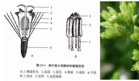 什么是花药离体