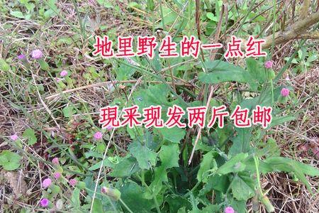 中药一点红种植效益