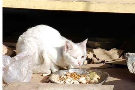 猫妈妈多大带小猫出来觅食