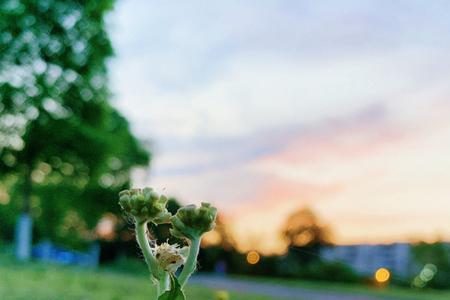 夏天的风吹过的意思