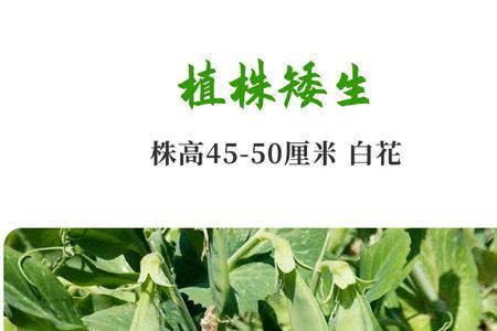 中豌6号豌豆高产栽培技术