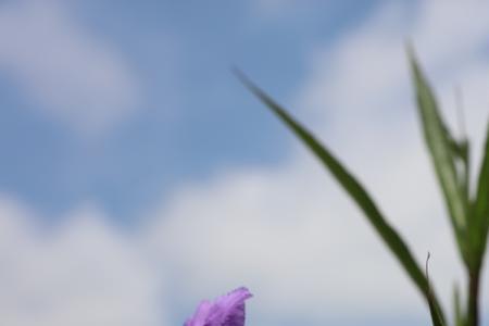 翠花本花什么意思