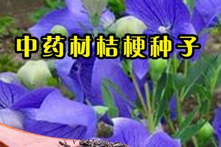 桔梗花什么时候结籽